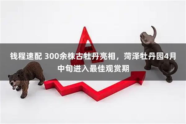 钱程速配 300余株古牡丹亮相,菏泽牡丹园4月中旬进入最佳观赏期