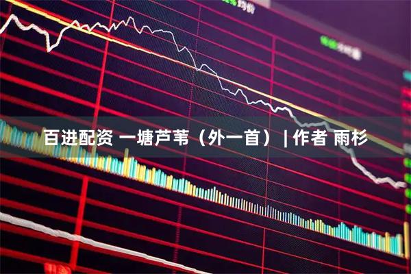 百进配资 一塘芦苇(外一首) | 作者 雨杉